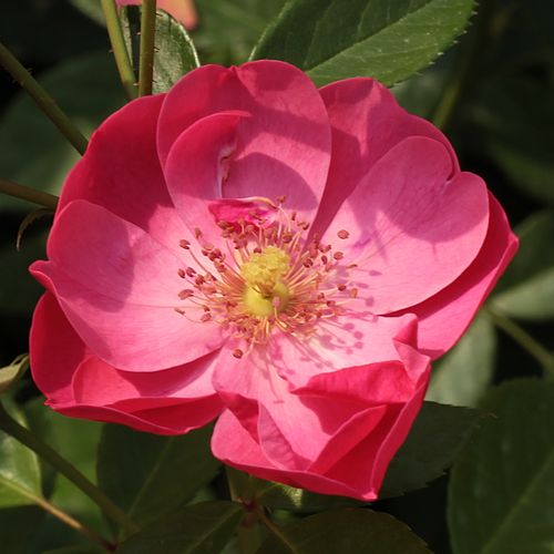 Rozenstruik - Webwinkel - Rosa Angela® - sterk geurende roos - Stamroos – Kleine bloemen - roze - Reimer Kordesbossige kroonvorm - 0